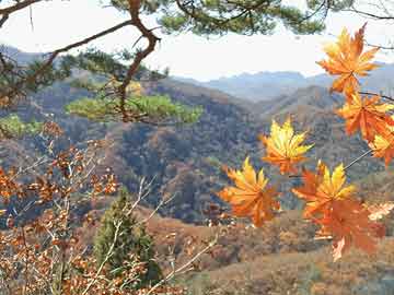 苹果短信收不到了
